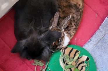 Please send well wishes for Eisa