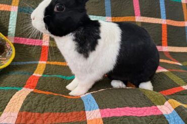 Bunny keeps peeing in specific spots