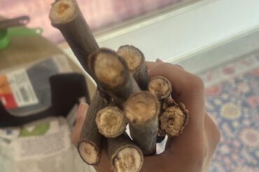 Mango Branches Chew Toy