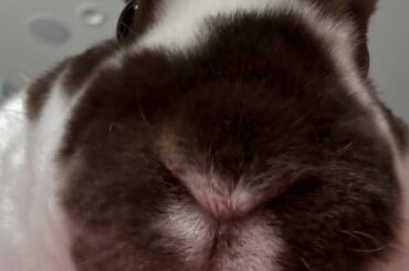 (Oc) where’s my carrot huuman!?