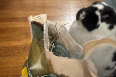 Trying so hard to pull that hay out! 🥹