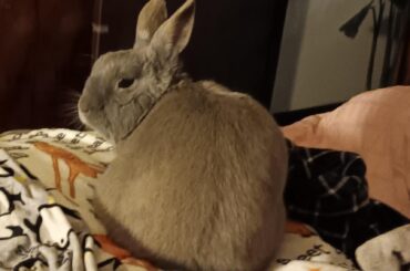 My old man is starting to look like an old man lol. He be 11 in 2 months.