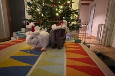 ✨The Christmas Fotoshoot✨