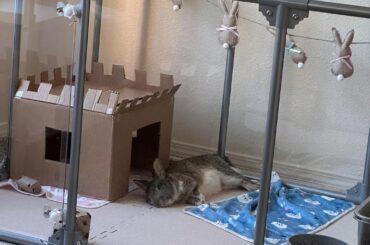 Rabbit Bonding Setup Question