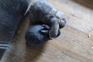 Friendly reminder to always make sure your bunny's head is warm enough