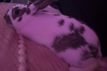 My bunny gets excited when she's in trouble..?