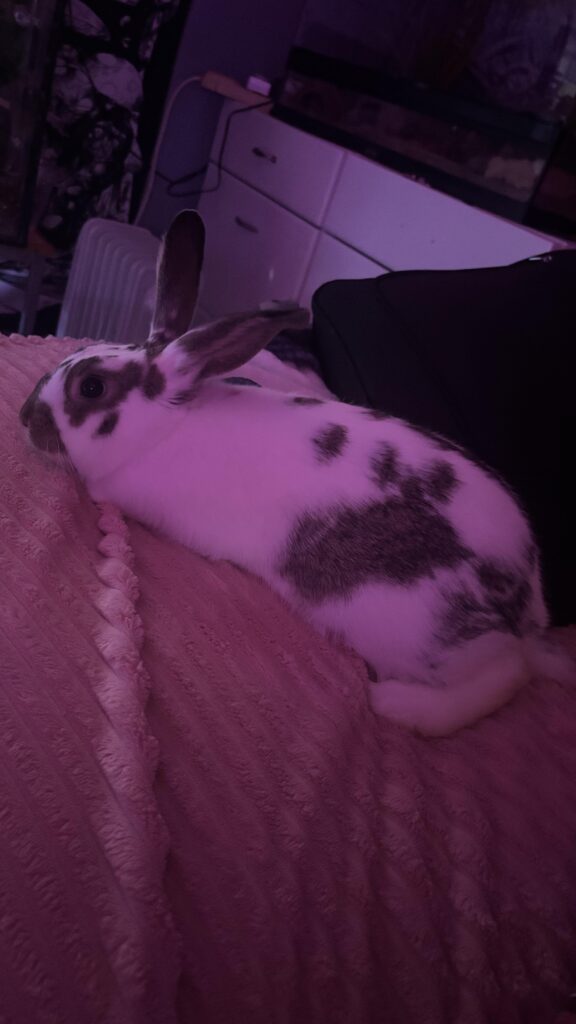 My bunny gets excited when she’s in trouble..?