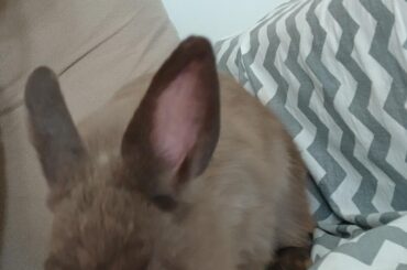 Rabbit became aggressive after arrival of a baby rabbit.