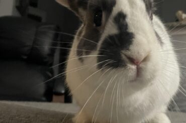 Birthday gifts for senior bun