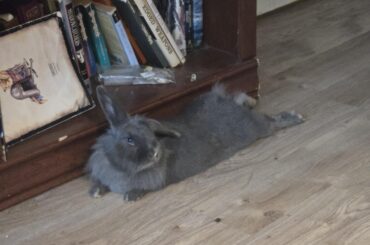 Sour Spray for Rabbits?