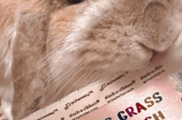 Nami approves of the badge ribbons for this weekend’s convention!!