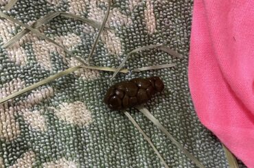 8 week old bunny not eating cecotropes?