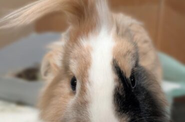 Rockstar do's continued