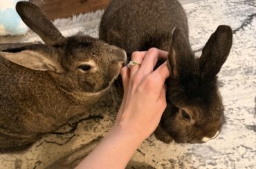 Crusher and Lady, the power couple