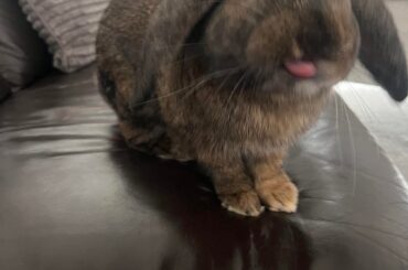 Merry Christmas Eve - Love Crumble 🐰🎄