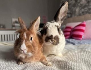 Rabbits Available for adoption (UK)