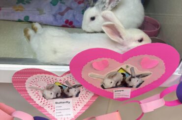 Just adopted this pair!