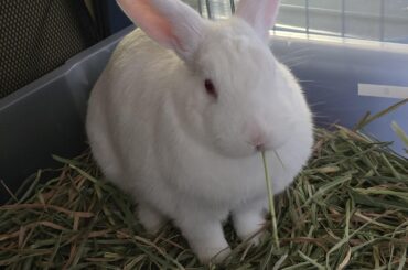 Gogo grazing in his magical forest aka (The Litter Box)