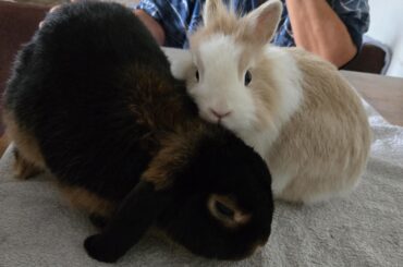 Hard to bound bunnies. During sessions, Bunny A does nothing but aggressively hump Bunny B's head.