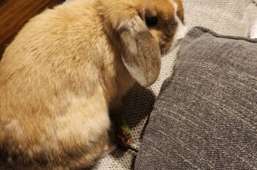 Bun on the Couch 🩷