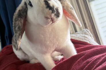 Are some buns more susceptible to gi stasis?