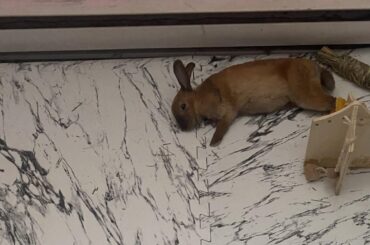 Anyone else gets scared when their bunny sleeps like this ? 😅