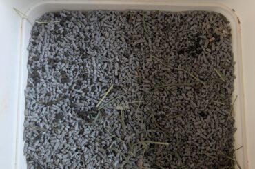 Question about rabbit toilet habits