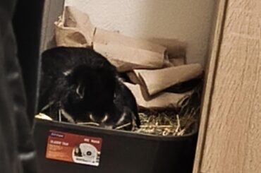 Im afraid my rabbit is a palantir drone