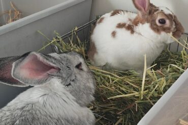 Me-flavoured hay! 15¢!