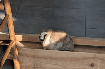 How do I break it to her that her new favorite napping spot isn't a permanent fixture?