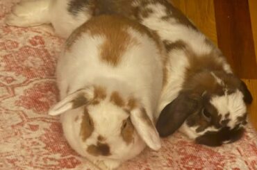 tips on weaning off larger amounts of pellets?