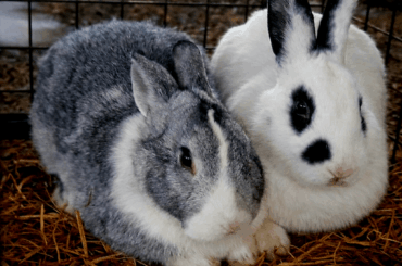 The cutest couple at the whole farmhouse