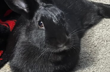 Destructive bunny tips