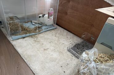 My bunny won’t come out after moving to a hard-floor home — need advice