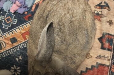 Are her ears gonna be like this forever?