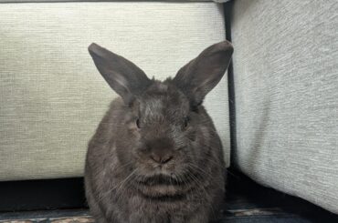 Manny is judging us all