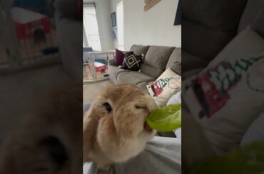 Inhaled it! Happy Sunday! #bunny #holiday #pet #cute #rabbit