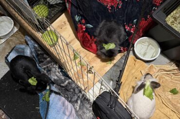 Salad on the bunnies bunnies on the salad, salad bunnies.