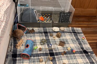 rate peanut set up💗