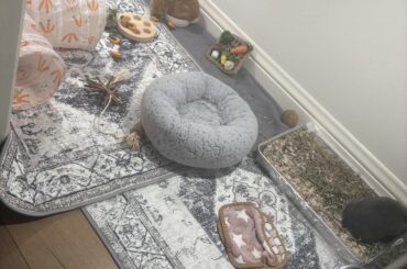 Start of our bunny room