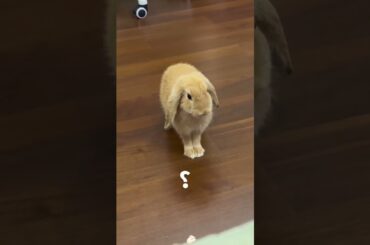 Haha Cute Bunny #bunny #rabbit #pets #petcare #petvideos #animals