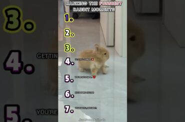 RANKING THE FUNNIEST RABBIT MOMENTS