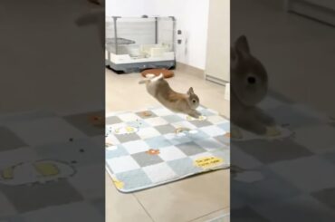 Haha Cute Bunny #bunny #funny #rabbit #pets #petcare #petvideos #animal