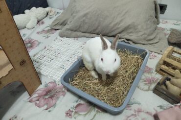 With or without a grate on the litter box?