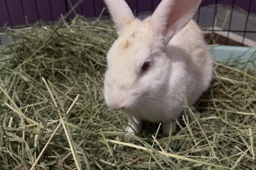 My new bunny from the shelter, his name is Jax!