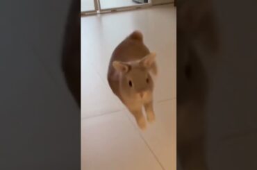 Omg So Cute #rabbit #bunny #pets #petcare #petvideos #animals