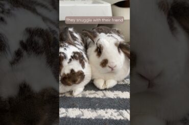 5 Signs your Rabbit is Happy | How to tell if you bunny is relaxed | Mental Health Awareness Week