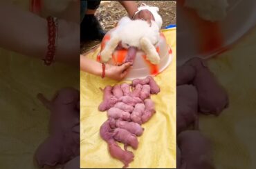 Rabbit growth - Baby BUNNY 1 To 21 Days