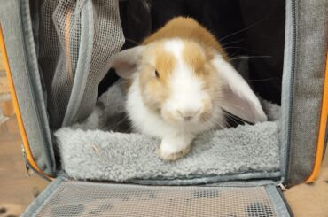 Guess who went to the vet for the first time, just because she had her first coat change?