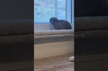 Omg So Cute #rabbit #bunny #pets #petcare #petvideos #animal #shorts